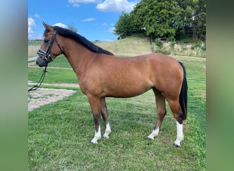 Freiberg / Franches Montagnes, Giumenta, 3 Anni, 156 cm, Baio
