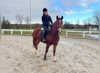 Freiberg / Franches Montagnes, Giumenta, 4 Anni, 153 cm, Baio