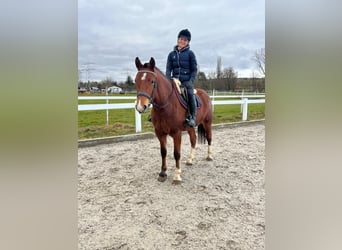 Freiberg / Franches Montagnes, Giumenta, 4 Anni, 153 cm, Baio