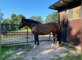 Freiberg / Franches Montagnes, Giumenta, 4 Anni, 153 cm, Baio scuro