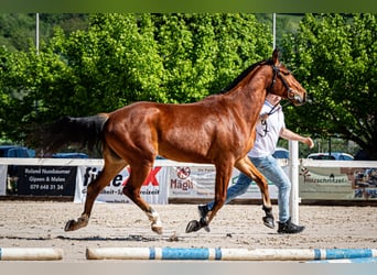 Freiberg / Franches Montagnes, Giumenta, 4 Anni, 155 cm, Baio