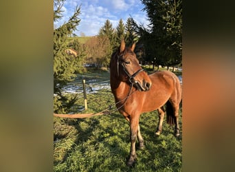 Freiberg / Franches Montagnes, Giumenta, 4 Anni, 156 cm, Baio