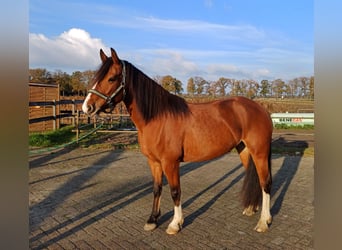 Freiberg / Franches Montagnes, Giumenta, 6 Anni, 151 cm, Baio