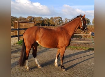 Freiberg / Franches Montagnes, Giumenta, 6 Anni, 151 cm, Baio