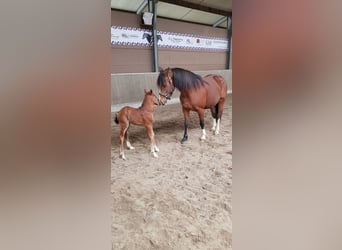 Freiberg / Franches Montagnes, Giumenta, 6 Anni, 151 cm, Baio