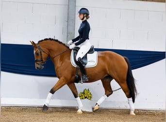 Freiberg / Franches Montagnes, Giumenta, 6 Anni, 152 cm, Baio