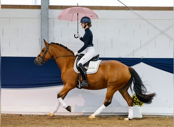 Freiberg / Franches Montagnes, Giumenta, 6 Anni, 152 cm, Baio