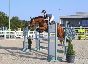 Freiberg / Franches Montagnes, Giumenta, 6 Anni, 158 cm, Baio