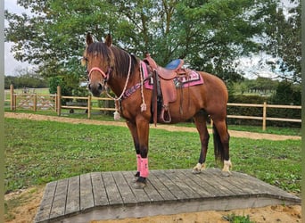 Freiberg / Franches Montagnes, Giumenta, 7 Anni, 158 cm, Baio