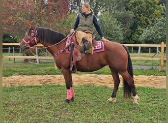 Freiberg / Franches Montagnes, Giumenta, 7 Anni, 158 cm, Baio