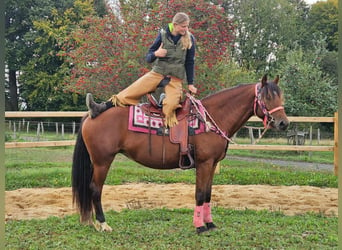 Freiberg / Franches Montagnes, Giumenta, 7 Anni, 158 cm, Baio