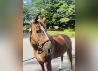 Freiberg / Franches Montagnes, Giumenta, 8 Anni, 155 cm, Sauro