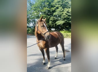 Freiberg / Franches Montagnes, Giumenta, 8 Anni, 155 cm, Sauro