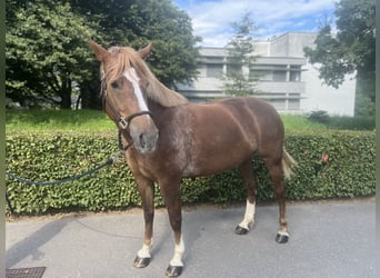 Freiberg / Franches Montagnes, Giumenta, 8 Anni, 155 cm, Sauro