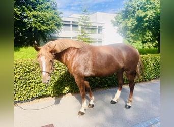 Freiberg / Franches Montagnes, Giumenta, 8 Anni, 155 cm, Sauro