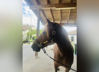 Freiberg / Franches Montagnes, Giumenta, 8 Anni, 155 cm, Sauro