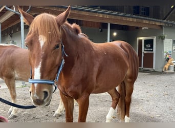 Freiberg / Franches Montagnes, Giumenta, 8 Anni, Baio