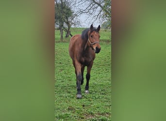 Freiberg / Franches Montagnes, Giumenta, 9 Anni, 165 cm, Baio