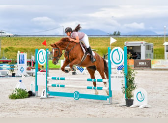 Freiberg / Franches Montagnes, Giumenta, 9 Anni, 165 cm, Sauro