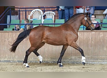 Freiberg / Franches Montagnes, Giumenta, Puledri (03/2024), 155 cm, Morello