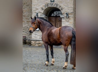 Freiberg / Franches Montagnes, Giumenta, Puledri (03/2024), 155 cm, Morello