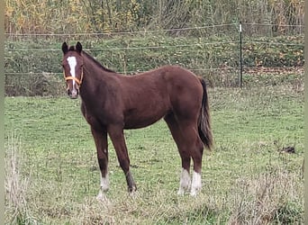 Freiberg / Franches Montagnes, Stallone, 1 Anno, 155 cm, Baio