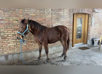 Freiberg / Franches Montagnes Mix, Stallone, 2 Anni, 135 cm, Sauro