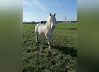 Freiberg / Franches Montagnes, Stallone, 7 Anni, 160 cm, Bianco