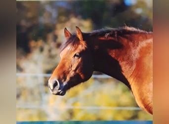Freiberg / Franches Montagnes, Castrone, 10 Anni, 165 cm, Baio