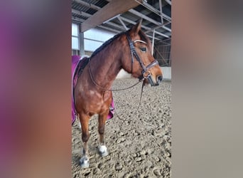 Freiberg / Franches Montagnes, Castrone, 11 Anni, 152 cm, Baio