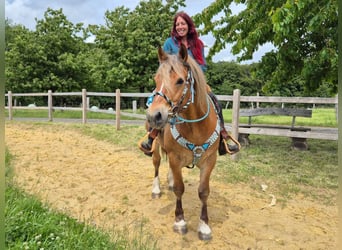 Freiberg / Franches Montagnes Mix, Castrone, 12 Anni, 153 cm, Sauro