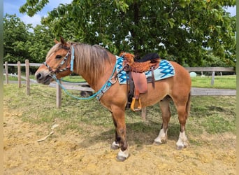 Freiberg / Franches Montagnes Mix, Castrone, 12 Anni, 156 cm, Sauro
