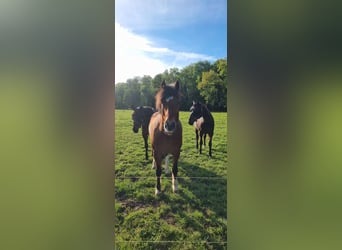 Freiberg / Franches Montagnes, Castrone, 12 Anni, 163 cm, Baio chiaro