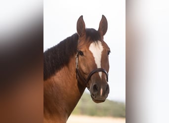 Freiberg / Franches Montagnes, Castrone, 13 Anni, 165 cm, Baio