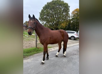 Freiberg / Franches Montagnes, Castrone, 18 Anni, 167 cm, Baio scuro