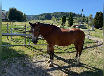 Freiberg / Franches Montagnes, Castrone, 21 Anni, 161 cm, Baio