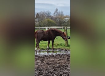 Freiberg / Franches Montagnes Mix, Castrone, 21 Anni