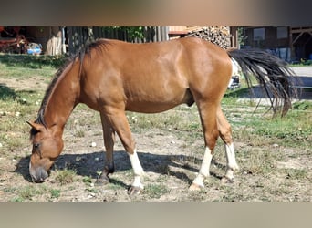 Freiberg / Franches Montagnes, Castrone, 2 Anni, 150 cm, Baio