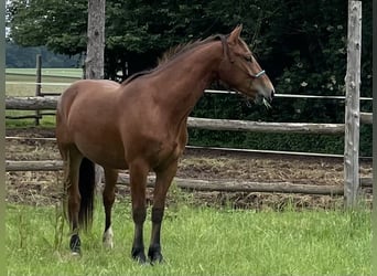 Freiberg / Franches Montagnes, Castrone, 3 Anni, 152 cm, Baio