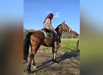 Freiberg / Franches Montagnes, Castrone, 3 Anni, 153 cm, Baio