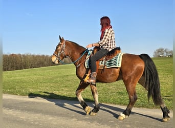 Freiberg / Franches Montagnes, Castrone, 3 Anni, 153 cm, Baio