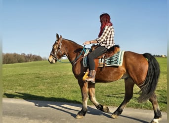 Freiberg / Franches Montagnes, Castrone, 3 Anni, 153 cm, Baio