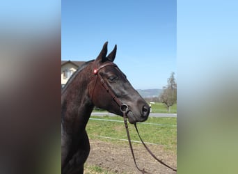 Freiberg / Franches Montagnes, Castrone, 3 Anni, 155 cm, Baio scuro