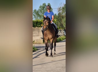 Freiberg / Franches Montagnes, Castrone, 3 Anni, 156 cm, Baio scuro