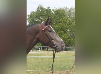 Freiberg / Franches Montagnes, Castrone, 3 Anni, 157 cm, Baio nero