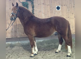 Freiberg / Franches Montagnes, Castrone, 3 Anni, 157 cm, Sauro scuro