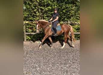 Freiberg / Franches Montagnes, Castrone, 3 Anni, 157 cm, Sauro scuro