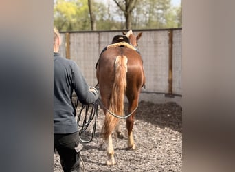 Freiberg / Franches Montagnes, Castrone, 3 Anni, 157 cm, Sauro scuro