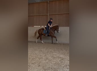 Freiberg / Franches Montagnes, Castrone, 3 Anni, 157 cm, Sauro scuro