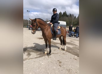 Freiberg / Franches Montagnes, Castrone, 3 Anni, 160 cm, Baio